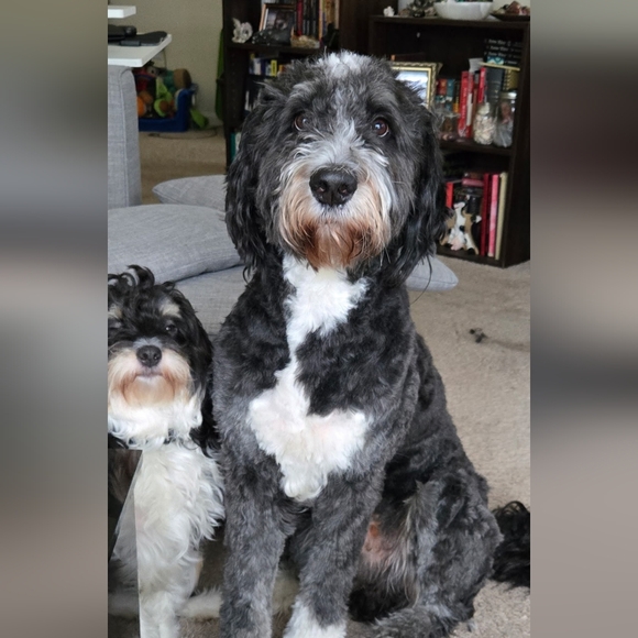 Like this post to be notified when I go live! - Picture 13 of 17